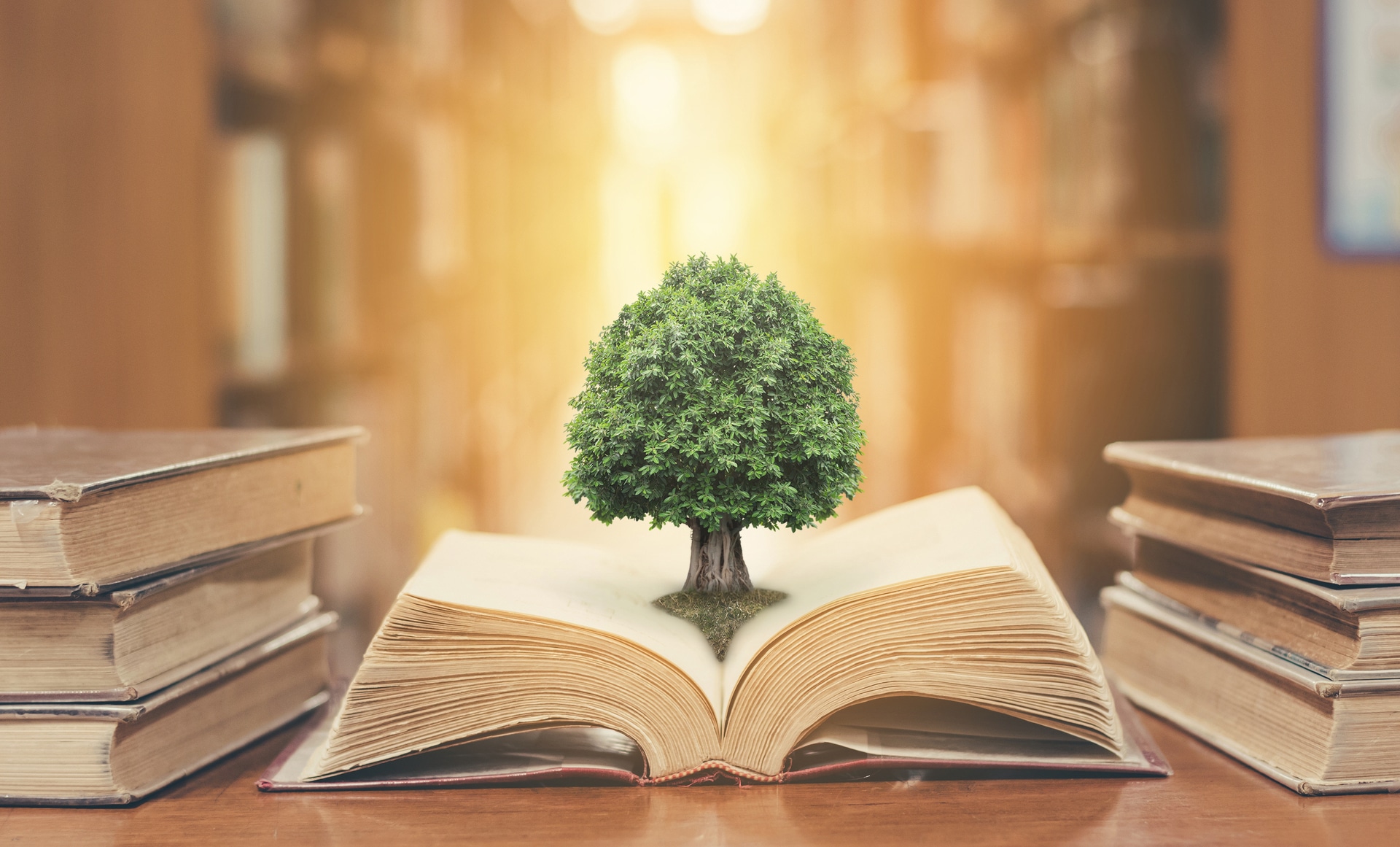 Tree on book in library